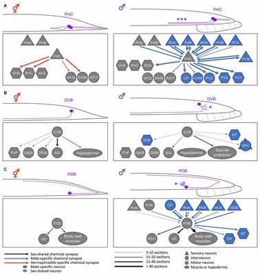 Anatomical and Functional Differences in the Sex-Shared Neurons of the Nematode C. elegans